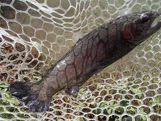 f0065341_131836.jpg