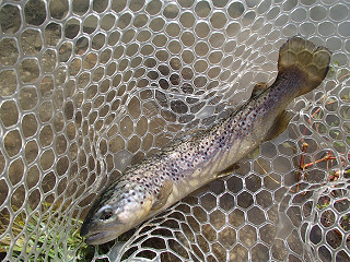 f0065341_1333058.jpg