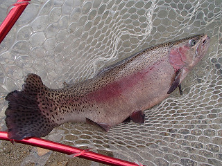 f0065341_1351254.jpg
