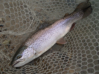 f0065341_1353521.jpg