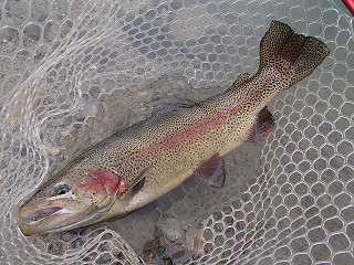 f0065341_1355884.jpg
