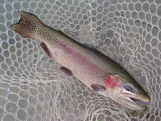 f0065341_137578.jpg
