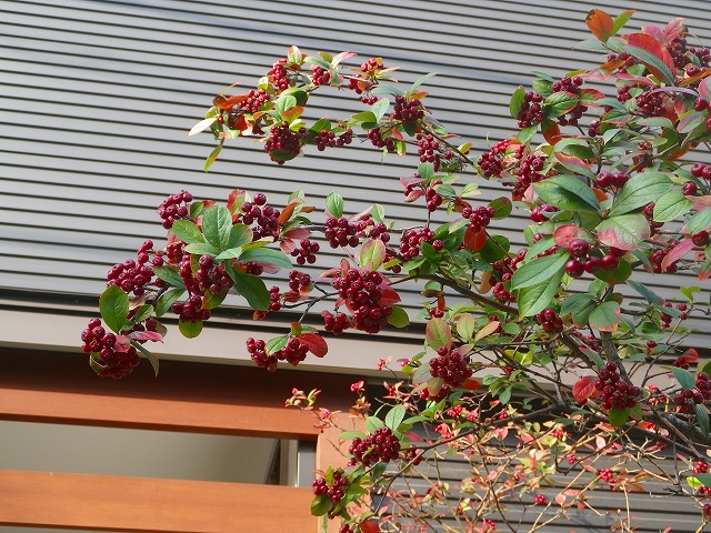 b0175351_8514431.jpg