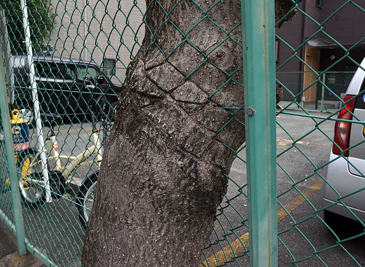 b0057679_8575975.jpg