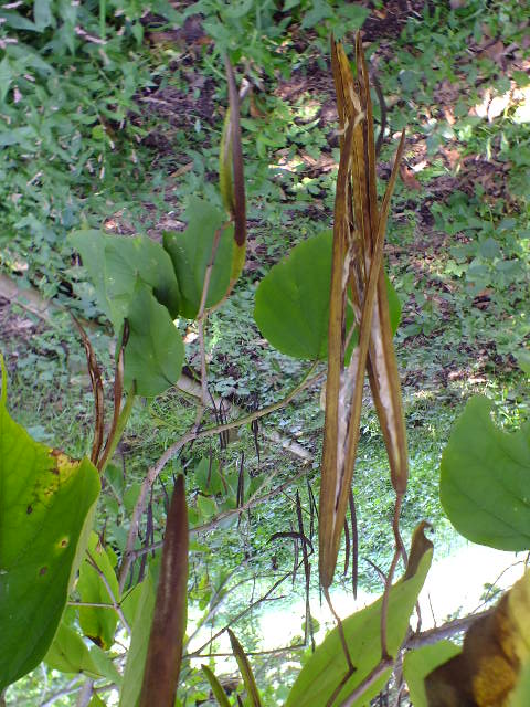 e0145782_17201176.jpg