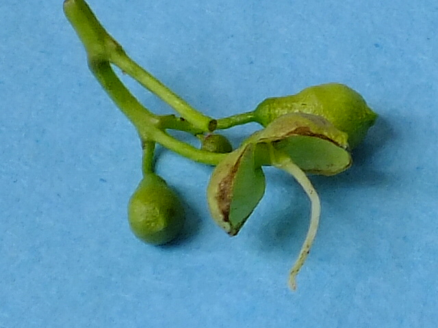 e0145782_1774142.jpg