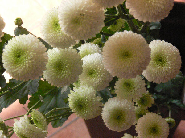 e0140986_14294059.jpg