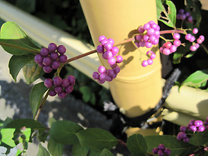 a0177205_17112229.jpg