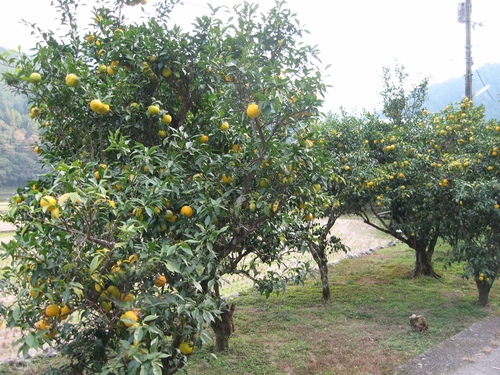 e0101917_8162129.jpg