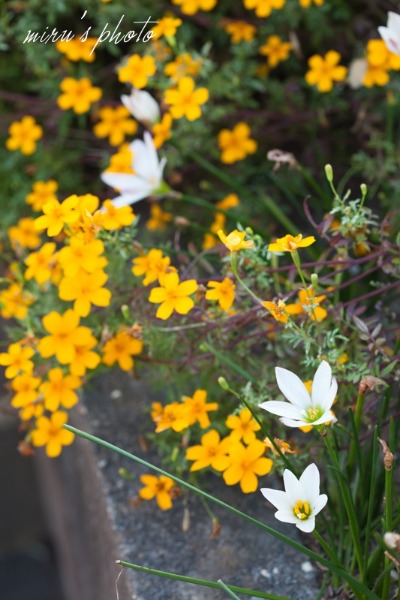 c0037519_7531379.jpg