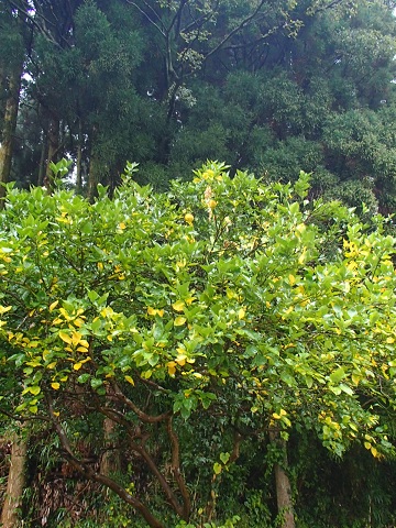 f0031420_759473.jpg
