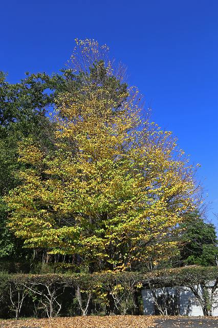 a0242438_1993117.jpg