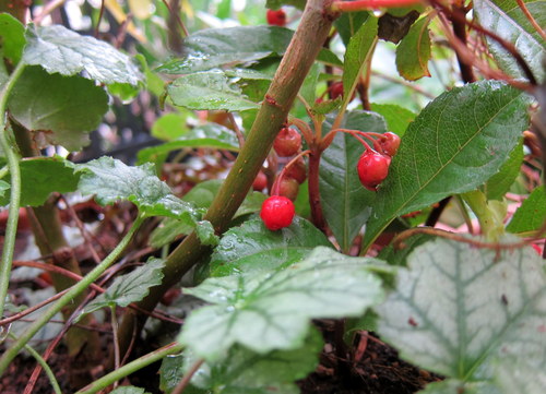 b0178339_15294370.jpg