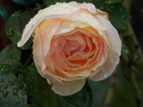 e0288951_125041100.jpg