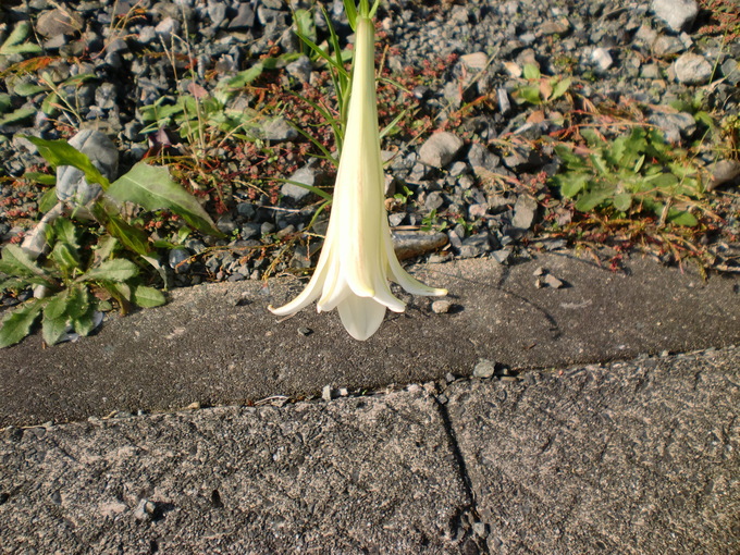 d0154954_1511427.jpg