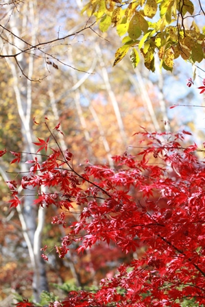 b0091164_1219599.jpg