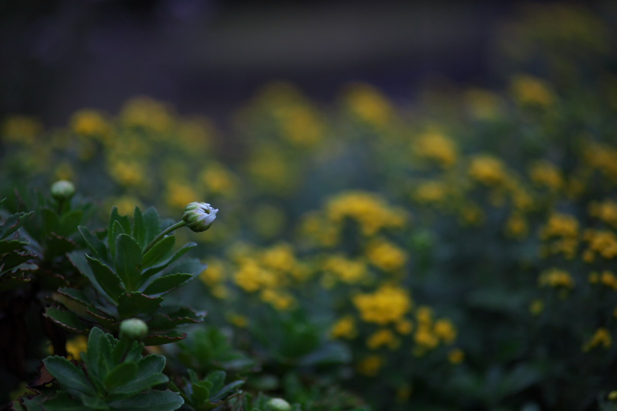 a0083081_2014433.jpg