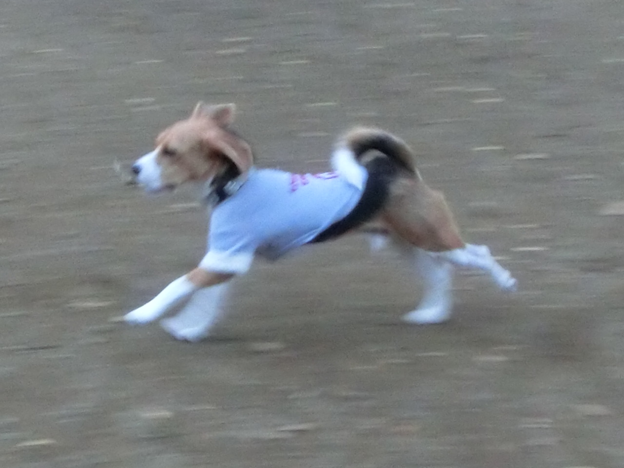 a0319693_9404767.jpg