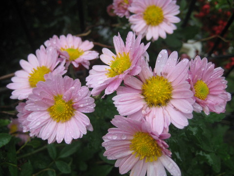 f0201297_10571.jpg