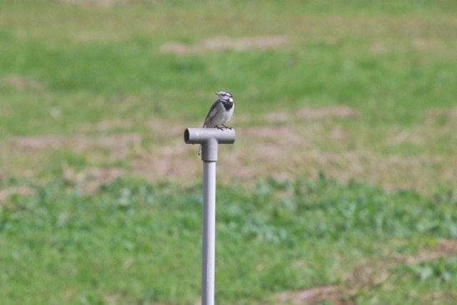 e0025300_20122628.jpg