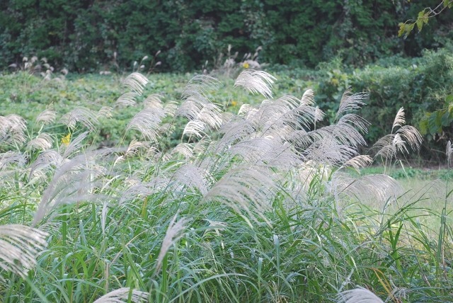 e0025300_20133434.jpg
