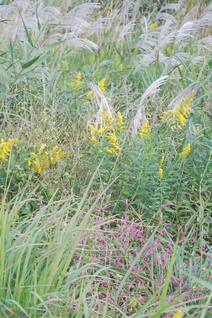e0025300_20172615.jpg