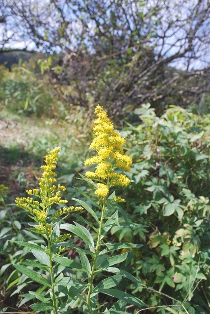 e0025300_2019349.jpg