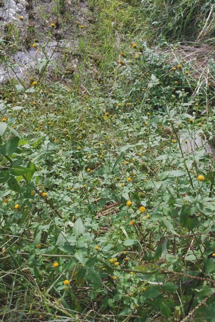 e0025300_20233951.jpg
