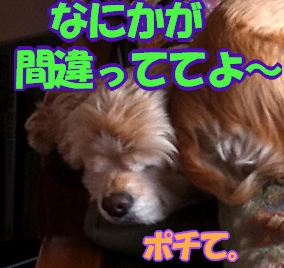 にほんブログ村 犬ブログ アメリカンコッカースパニエルへ