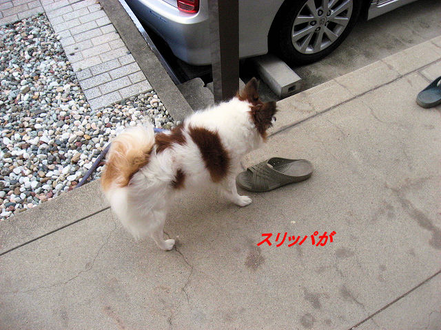 a0149240_10244977.jpg