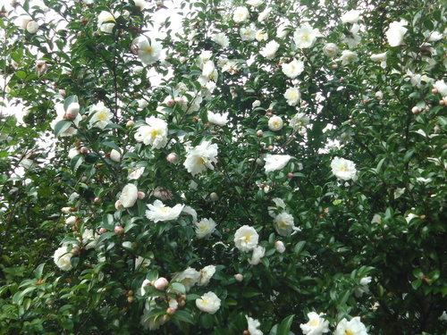 f0309148_1503884.jpg