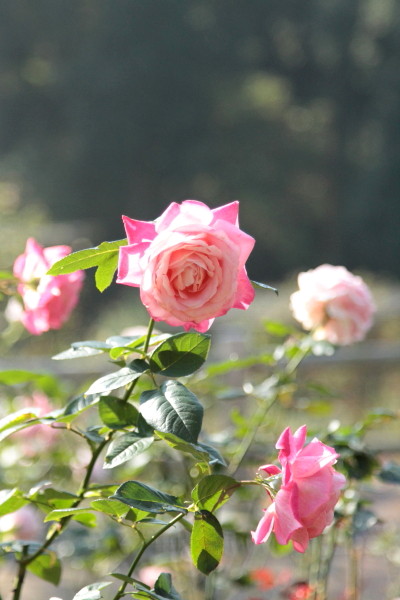 a0258549_21333415.jpg
