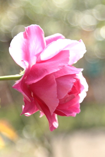 a0258549_2134586.jpg