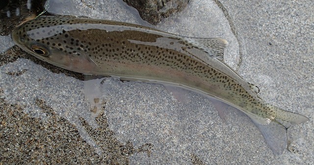e0272349_930529.jpg