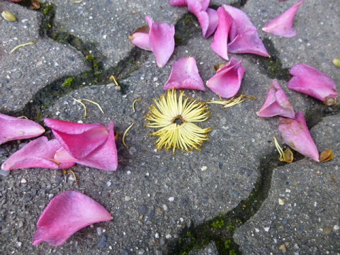 c0083165_16210927.jpg