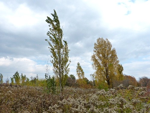 d0084473_21413920.jpg
