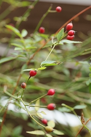 e0209997_0183039.jpg