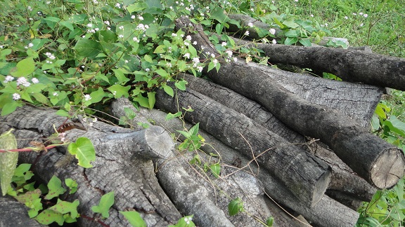 f0000521_18374124.jpg