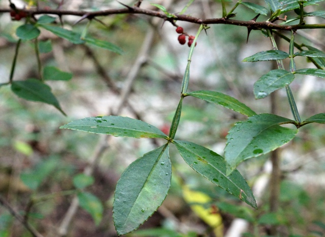 a0304423_033561.jpg