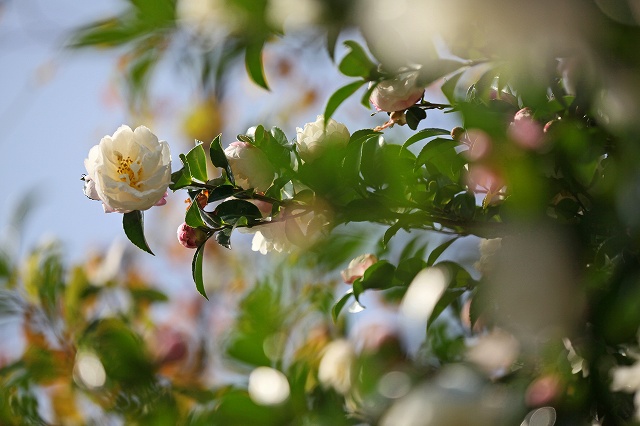 a0242438_18564515.jpg