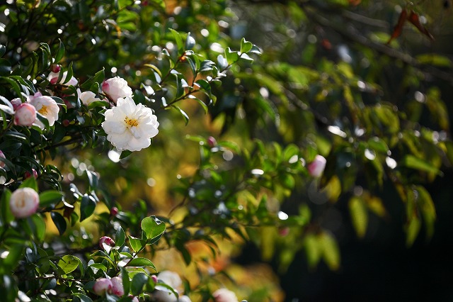 a0242438_18565426.jpg