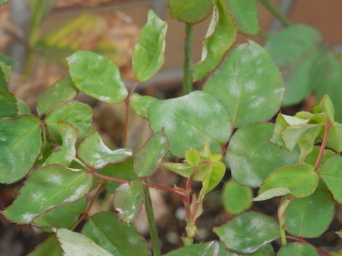 e0288951_12524130.jpg