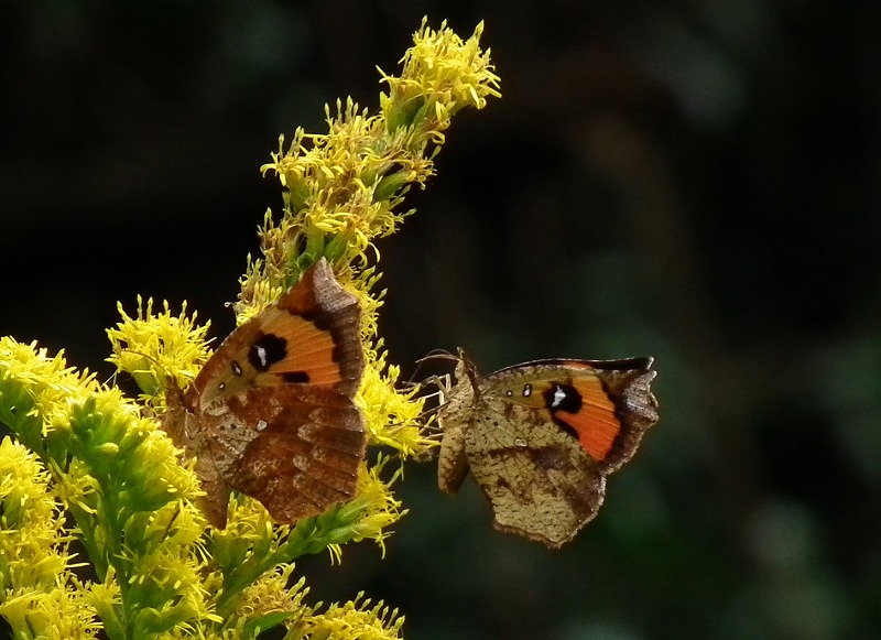 a0018655_20143822.jpg