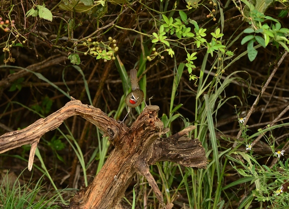 d0157380_20595970.jpg