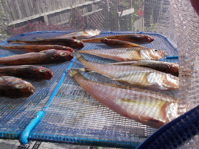 a0007388_1247595.jpg