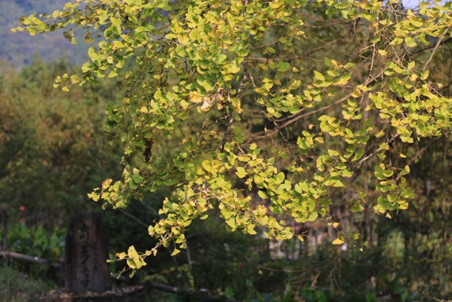 f0141392_21122070.jpg