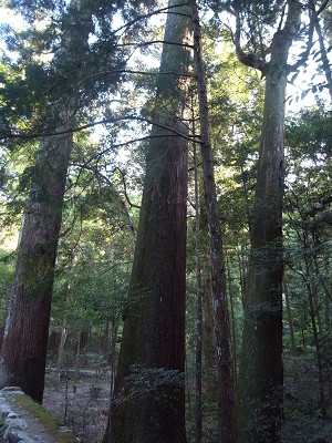b0110999_3474396.jpg