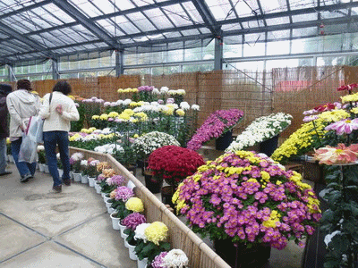 b0052108_22433234.gif