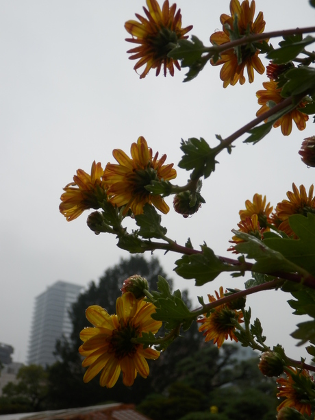 c0062511_859437.jpg