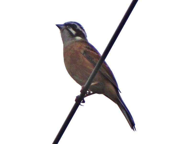 c0042418_851232.jpg